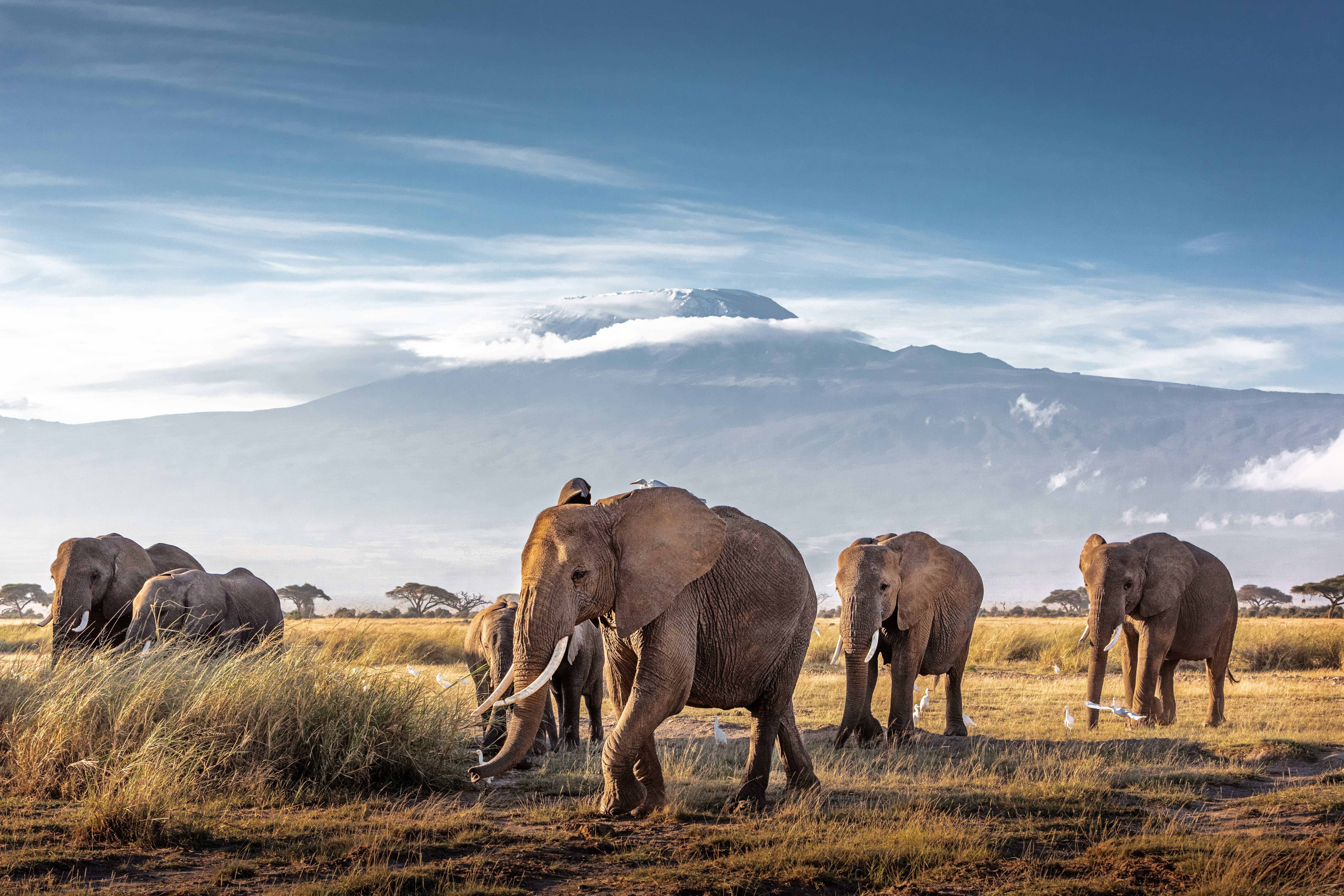 Elephants walk across the grasslands with Mt. Kilimanjaro rising in the background