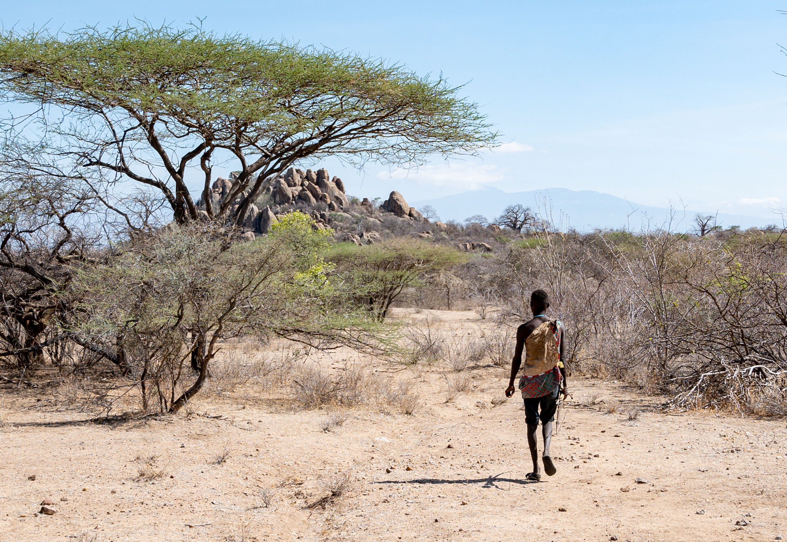 A Hadza man walks into the bush with his bow and arrow