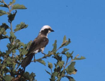 HelmetedShrike