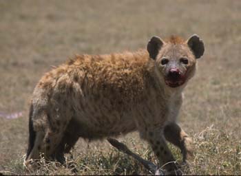 HyennaKill