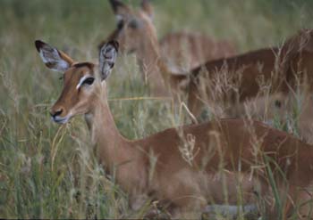 Impalas