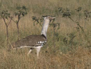 KoriBustard