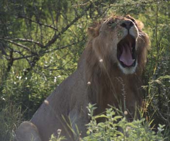 LionYawn