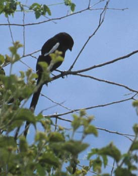 MagpieShrike